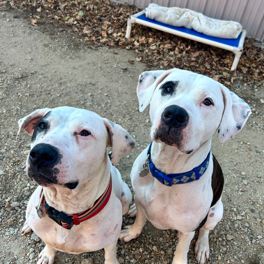 Two bonded white and black medium size mixed breed dogs sit on the ground looking up.