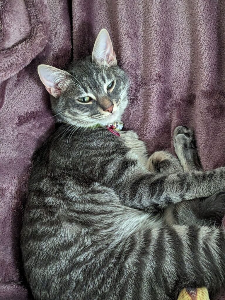 a cat laying on a blanket looking at the camera