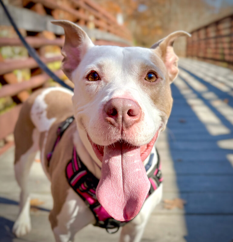 A close up photo of a sweet mixed breed dog named Cookie with her mouth open and tongue out on a bridge.