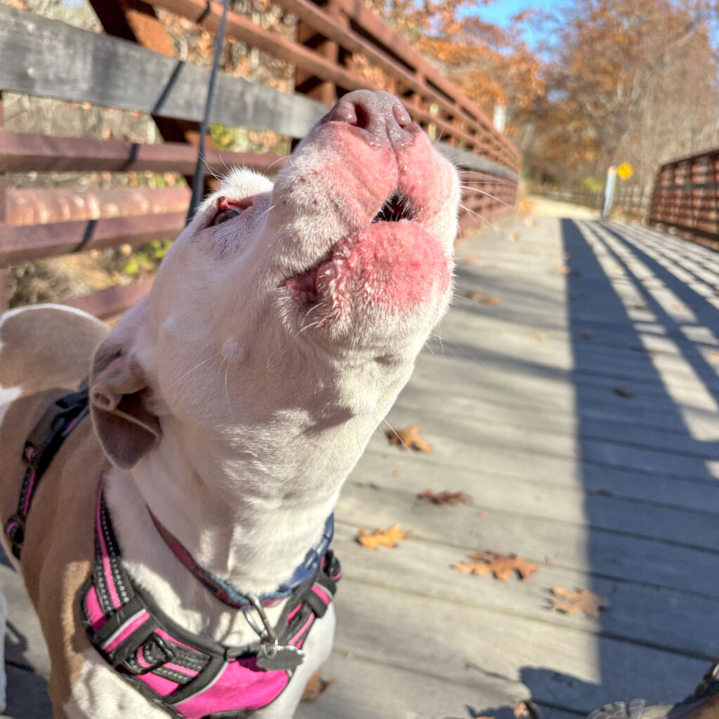 A sweet mixed breed dog named Cookie howls on a bridge.