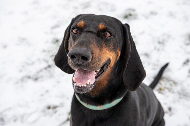 A black hound dog sitting the snow looking up at a treat with their mouth open