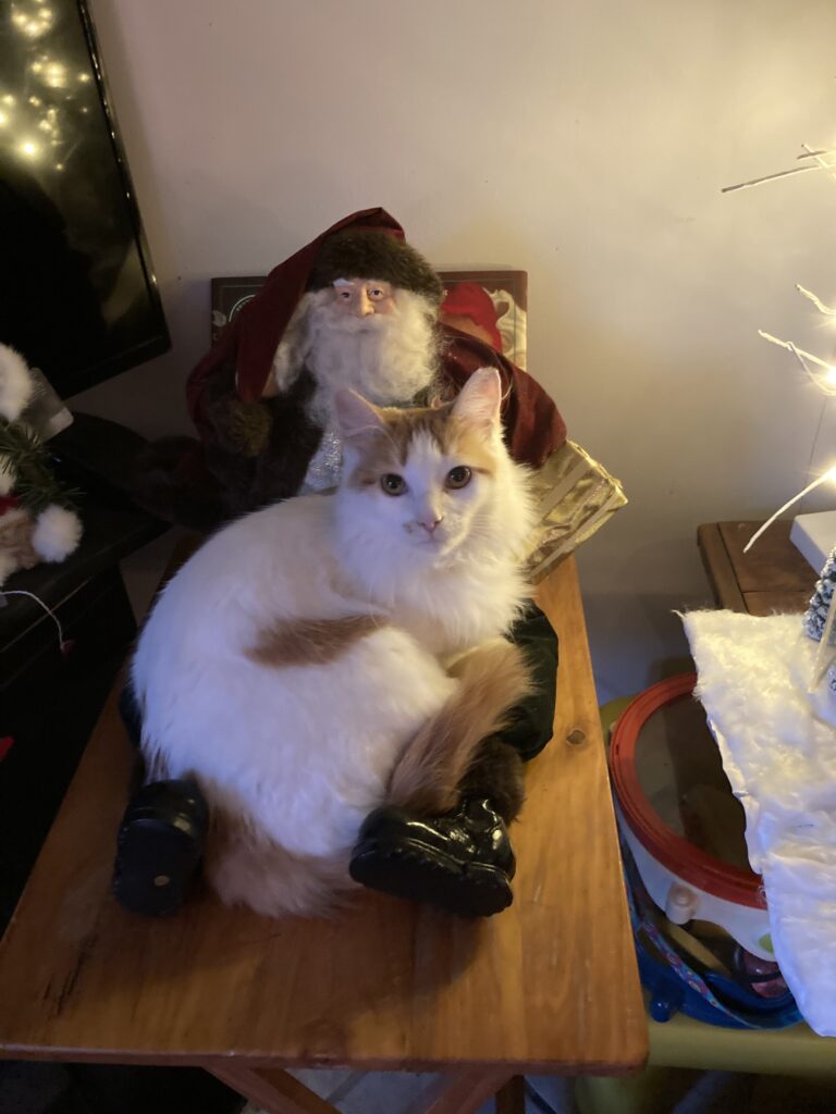 A white and orange cat sits on a table on top of a doll with a long beard.