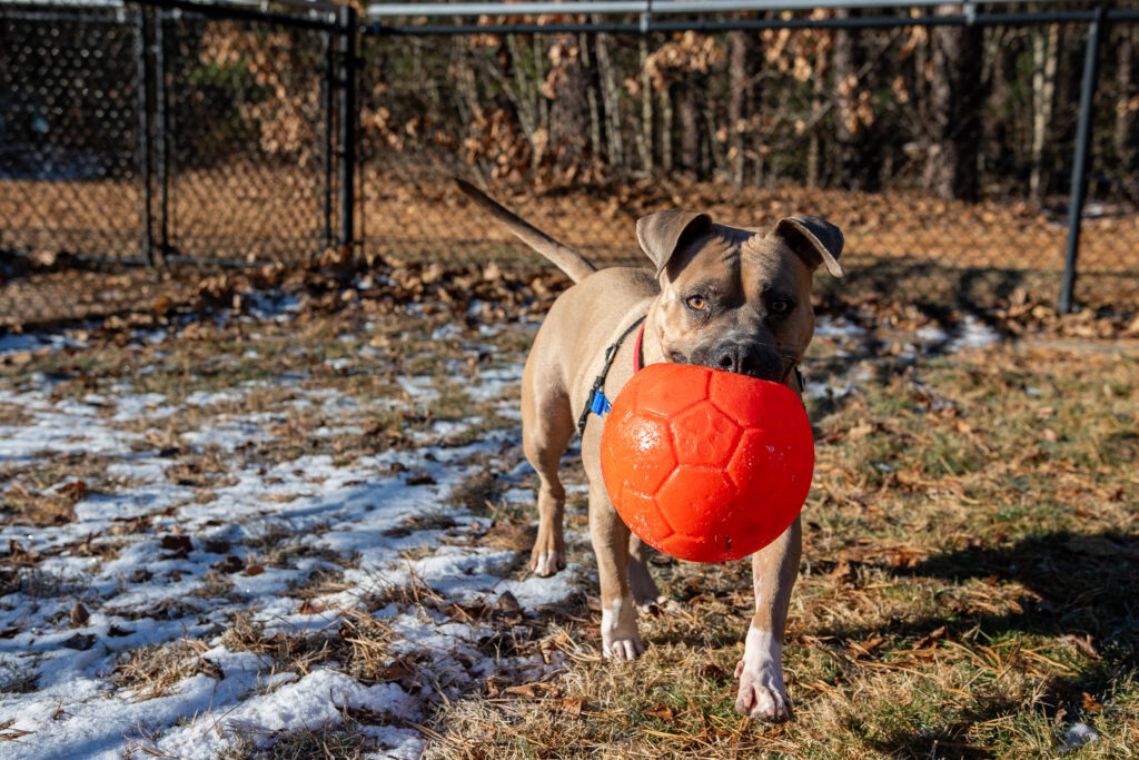 A mixed breed dog named Pal carries his favorite orange ball outside in the snow.