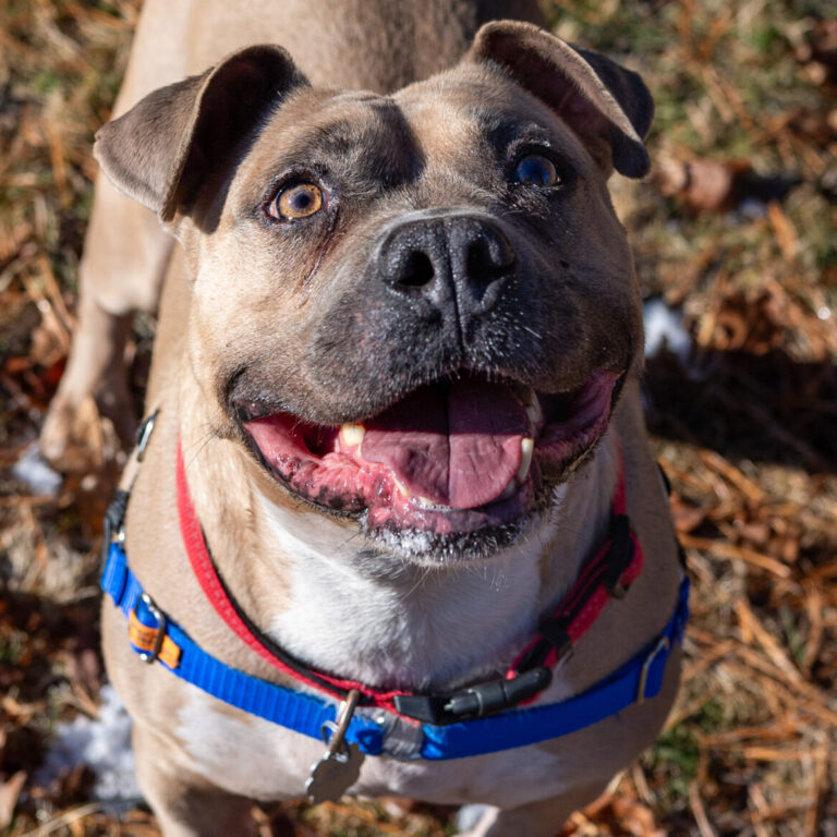 A large mixed breed dog named Pal looks up at a treat off camera.