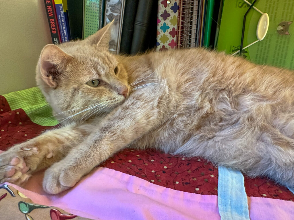 An orange cat laying and looking up on a blanket on top of a desk with books stacked behind it