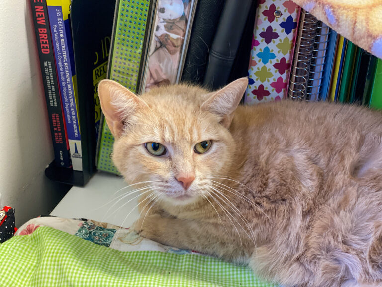 An orange cat laying on a desk looking at the camera