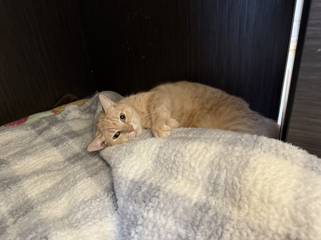 An orange cat curls up in a blanket looking at the camera