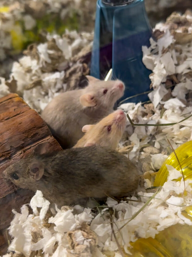 Three mice peak out of their enclosure together