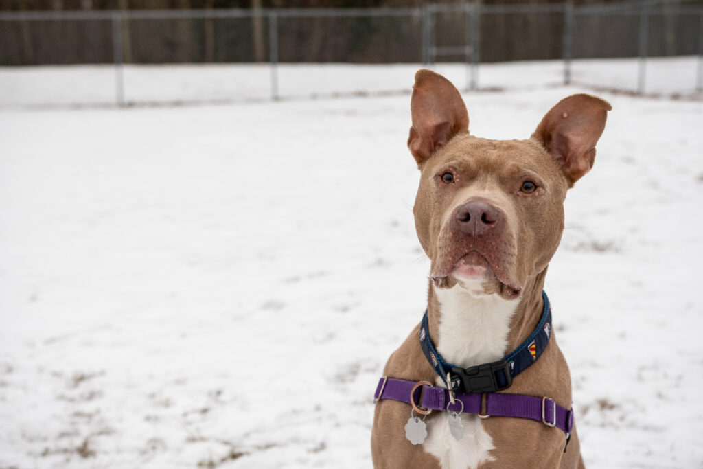 An American Pit Bull Terrier named River sitting on the snowy ground looking right at the camera