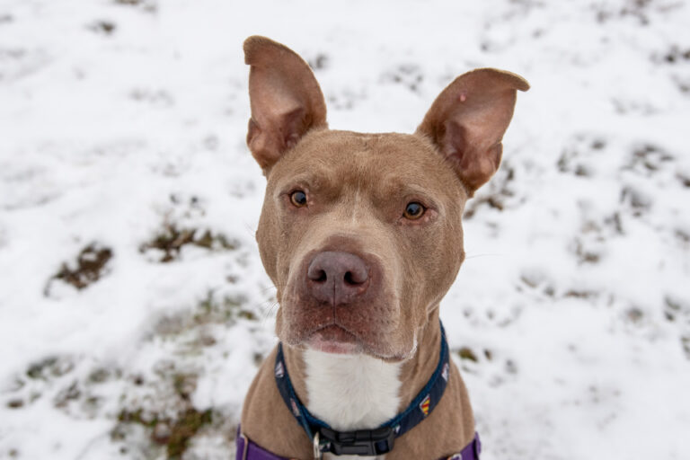 A close up of an American Pit Bull Terrier named River looking at the camera with snow in the background.