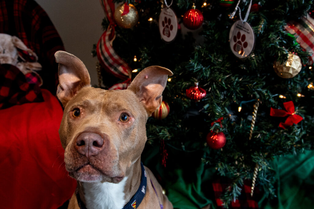 An American Pit Bull Terrier named River sitting in front of a Christmas tree looking right at the camera