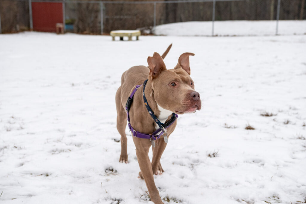 An American Pit Bull Terrier named River walking through the snow with it's ears pointed