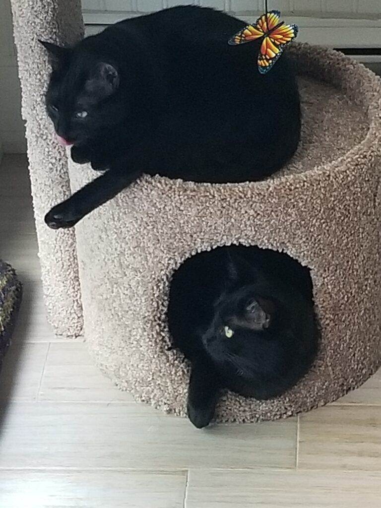Two black cats named Omar and Tiana lay on top of and inside a cat tree.