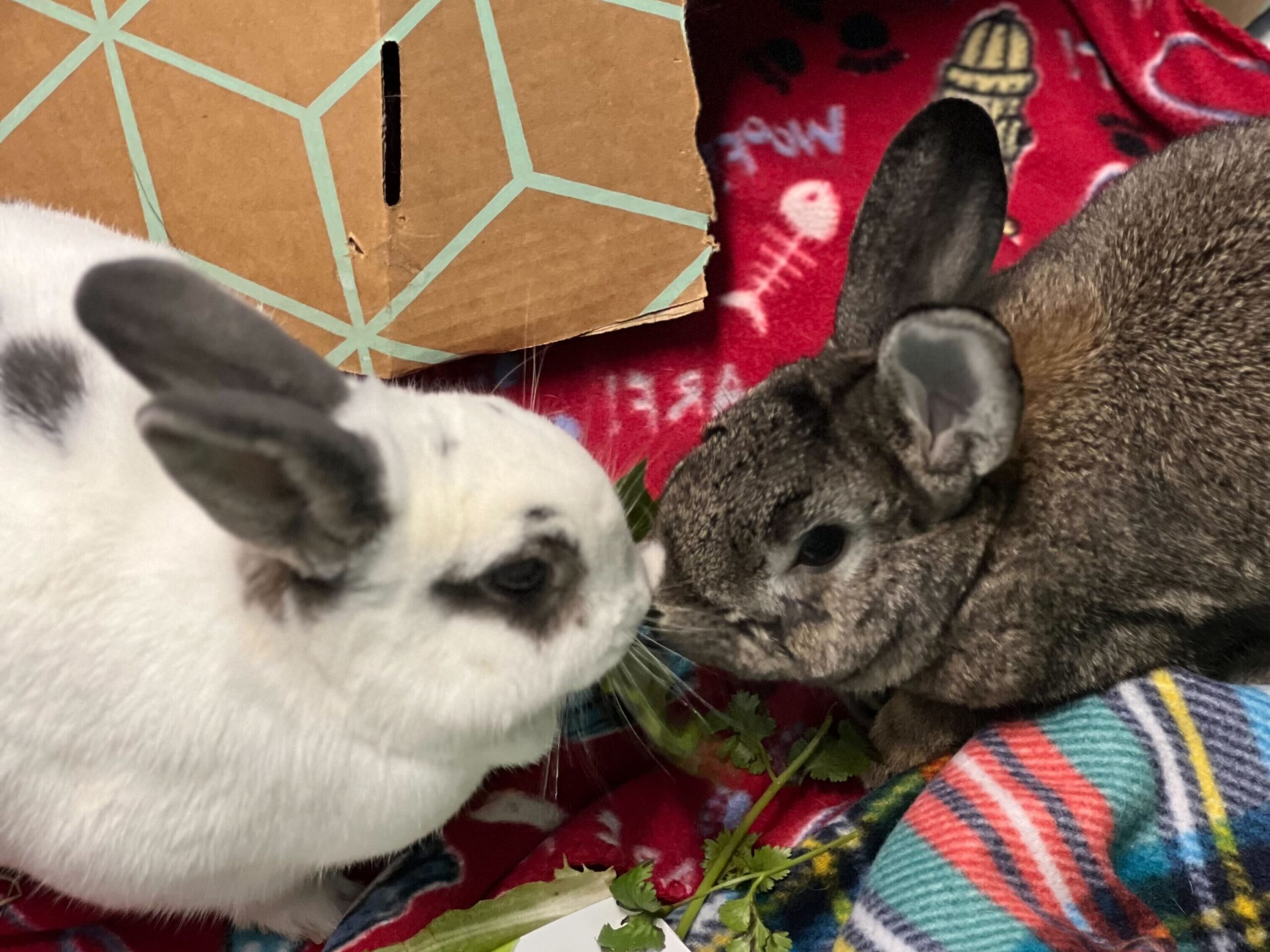 Two rabbits penny and winston meet