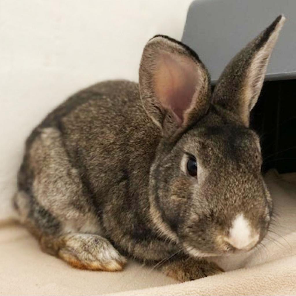 brown rabbit with white nose named Winston