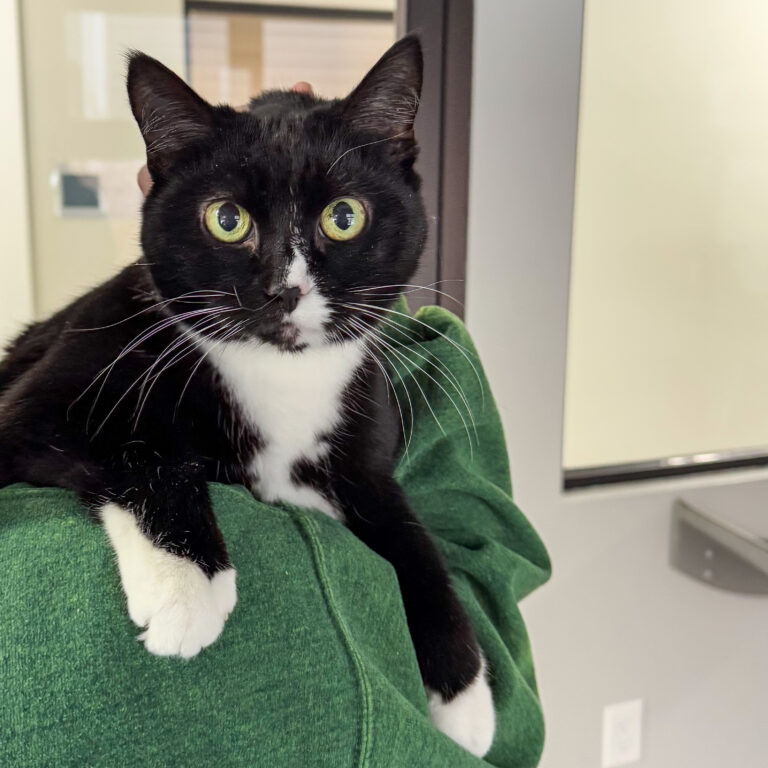 A senior tuxedo cat named Kitty being held on the shoulder of someone in a green sweatshirt.