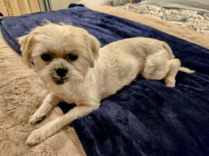 A small white Shih Tzu laying on a bed looking at the camera.