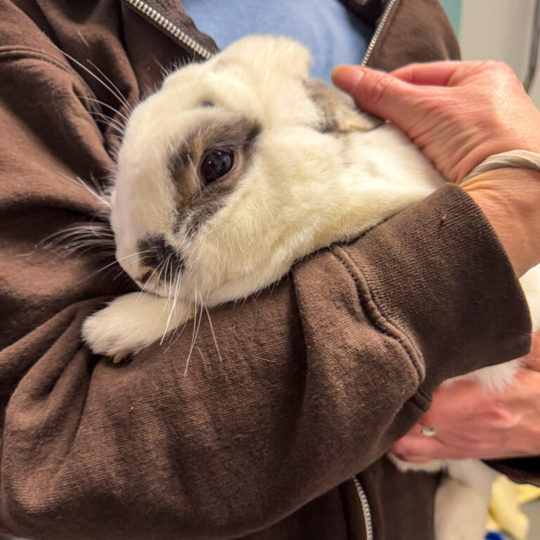 A particular white bunny named Penny being held closely