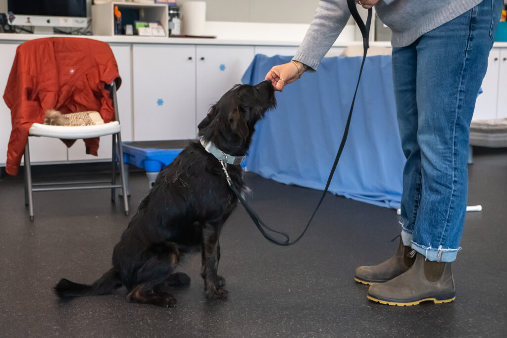 A medium size black dog sits and receives a treat for positive reinforcement by it's owner.