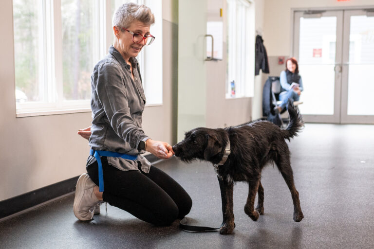 AWS trainer Melissa McCue-McGrath teaching a medium size black dog how to "touch"