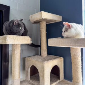 A grey cat named Leo and a white cat named Nala sit on opposite tops of a cat tree looking at each other.