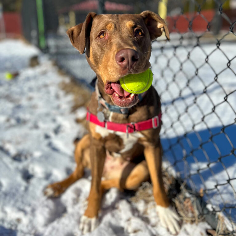 A brown mixed breed dog named Lettie sitting on the snowy ground holding a tennis ball in her mouth.