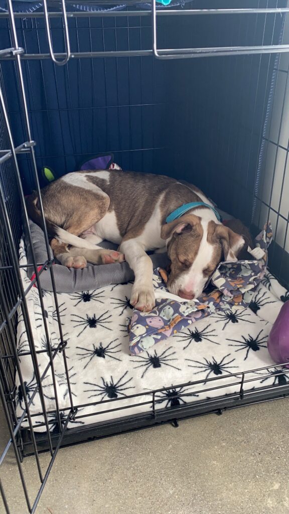 A brown and white puppy named Link lays in their crate.