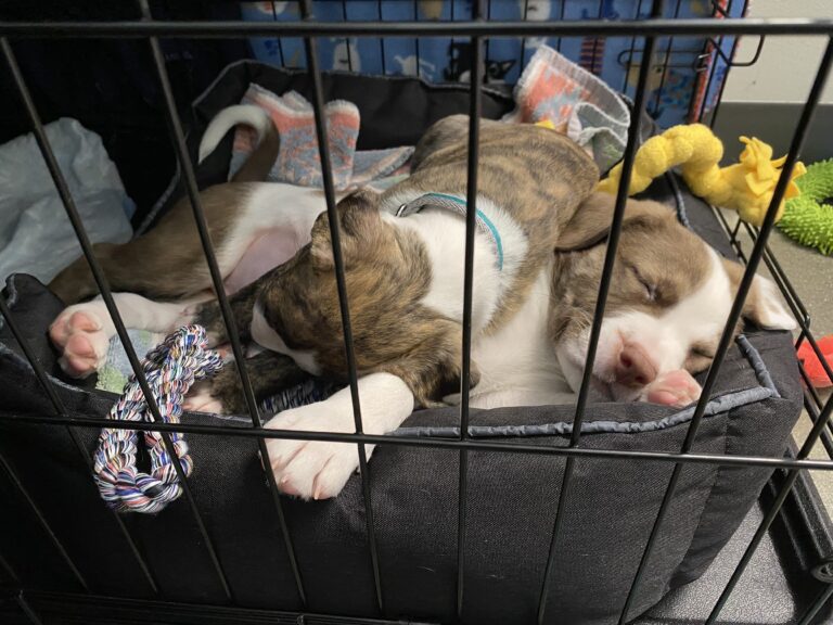 A brown and white puppy named Link and their littermates sleep in a bed in a crate.