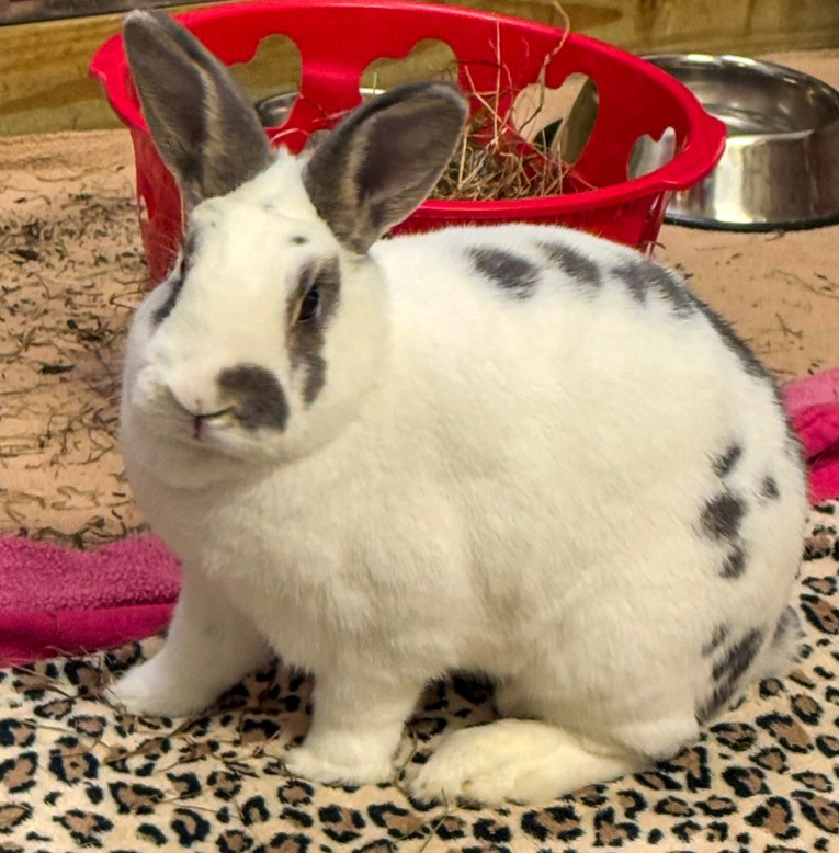 white rabbit named penny sits on a patterned blanket