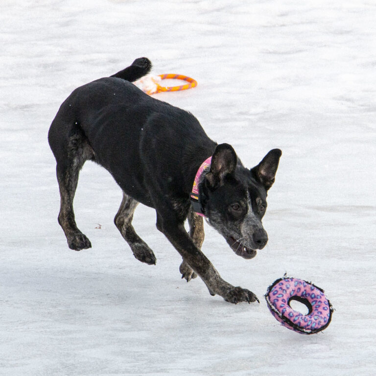 A black dog running through the snow reaching for a pink toy.