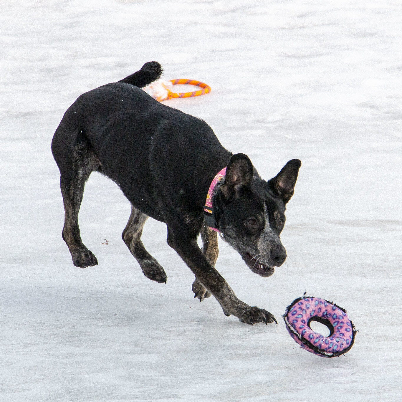 Simple Games to Play with Your Dog in the Snow