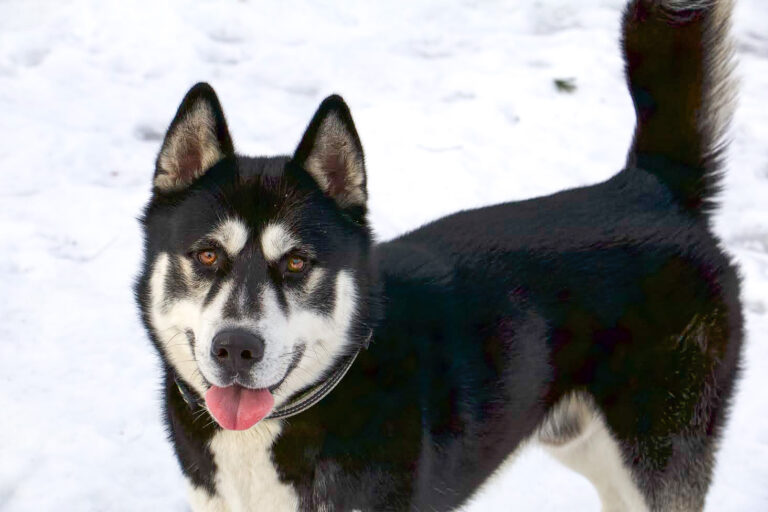 A black and white Husky stands in the cold snow with its tongue out.