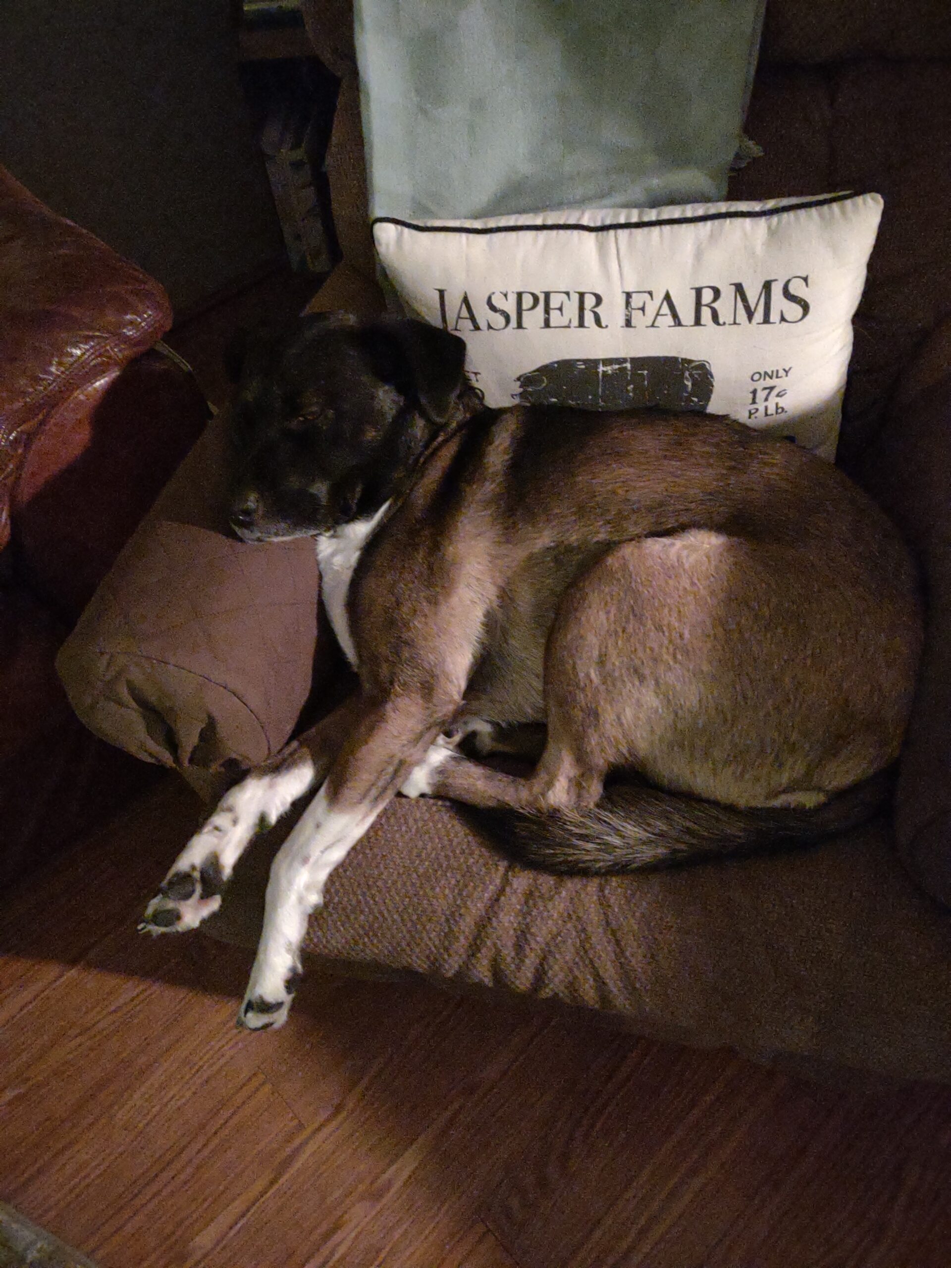 A brown dog curled up on a brown chair sleeping.