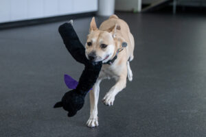 A blond female dog named Cleo runs in the direction of the camera carrying a long, black stuffie toy.