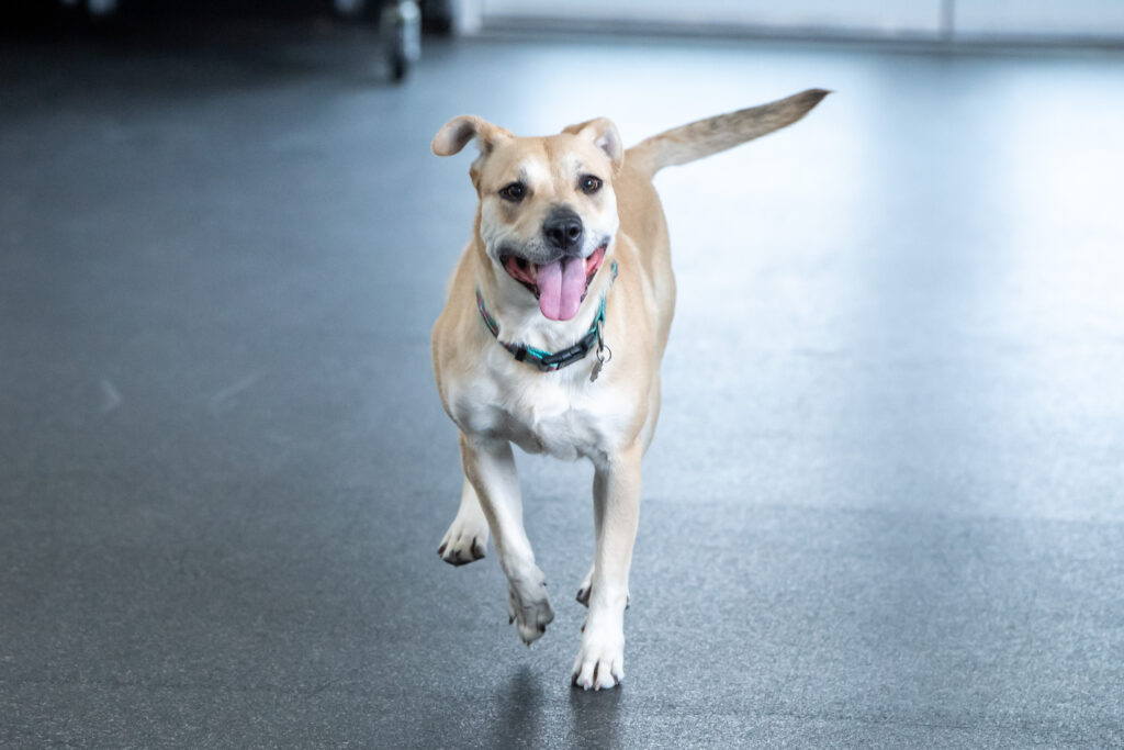 A blond female dog named Cleo looks happily at the camera while jogging towards it with her tongue out and a big smile.