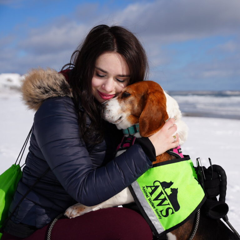 A dog dater hugging Pumpernickel the beagle while they have a walk on the beach.