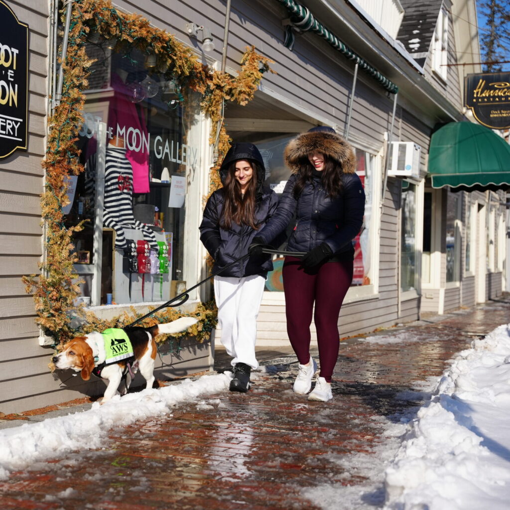 Two dog dater's take their match Pumpernickel on a walk in Down Square in Kennebunkport.