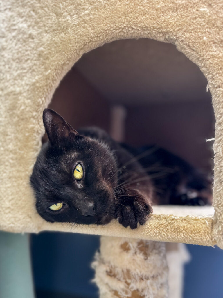 A senior black cat named Pumpkin lays in a cat tree curled up looking towards the camera.