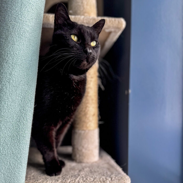 A senior black cat named Pumpkin sits on a cat tree looking at the outdoors through a window.