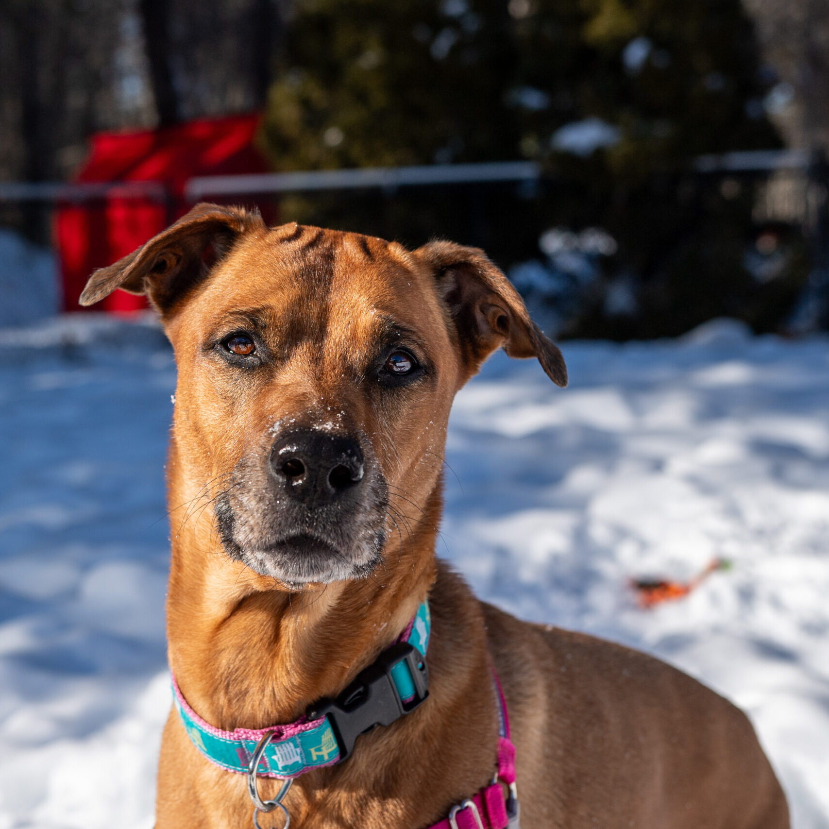 Fun in the Snow with Zoey