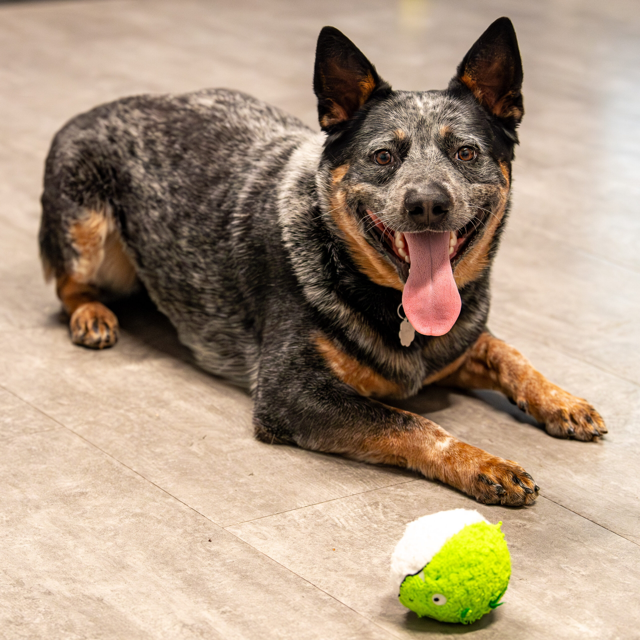 Playing Fetch With Your Dog