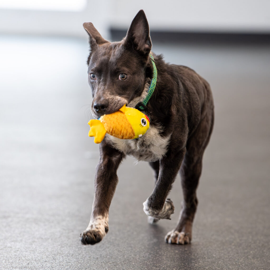 A dog runs back with a toy in their mouth while playing fetch.