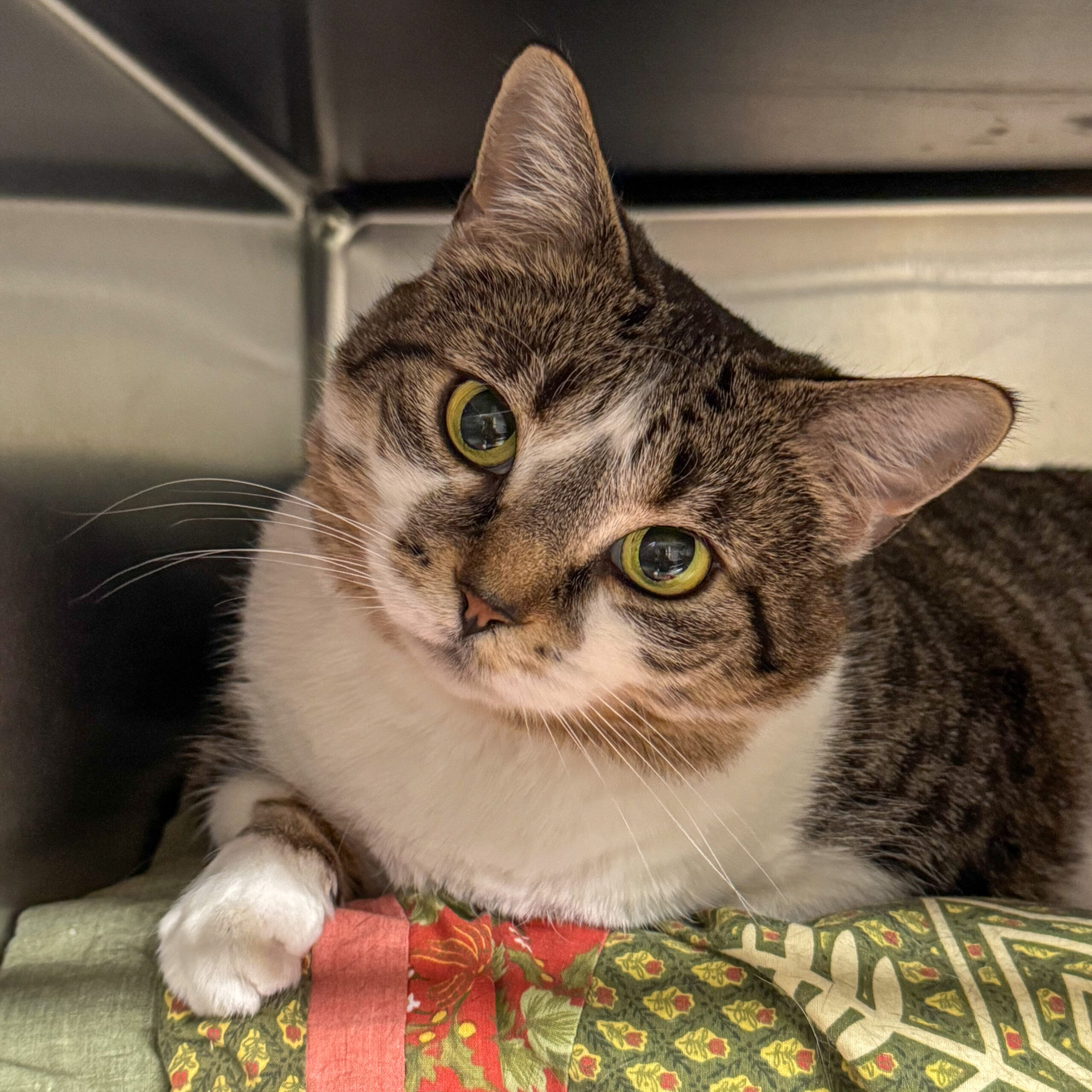 a brown and white cat looks out from a clean kennel, after receiving care from animal care technician.