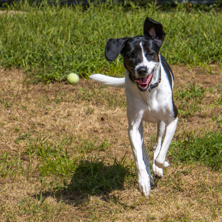 A medium sized black and white dog plays fetch chasing after a tennis ball.