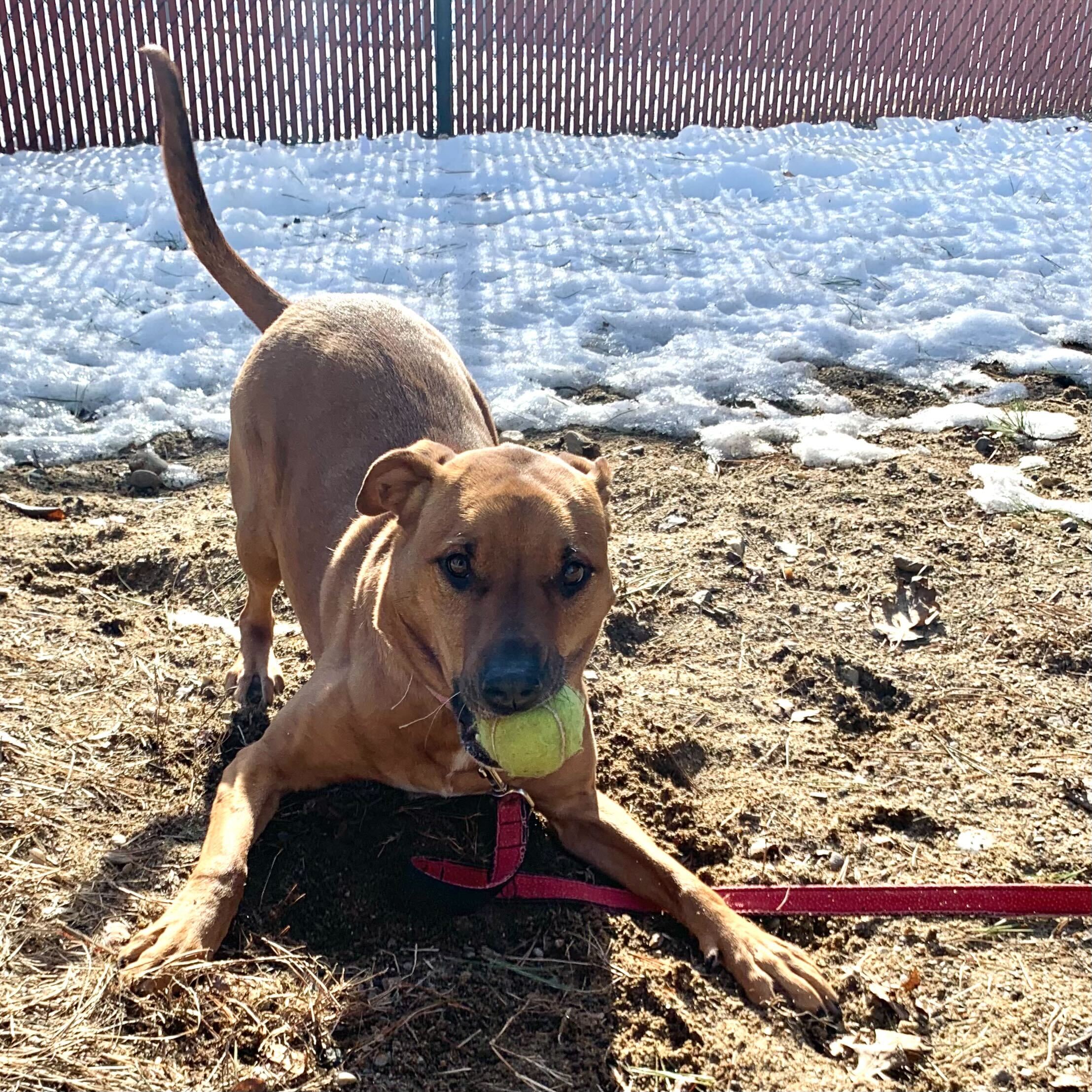 A large tan dog pounces on a tennis ball looking right at the camera with it's tail pointing up.