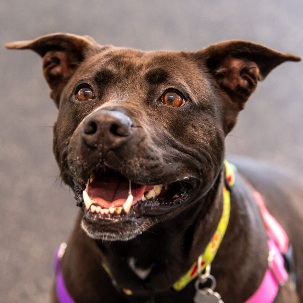 Peaches, a big mixed breed dog, looks up at the camera with a big smile.