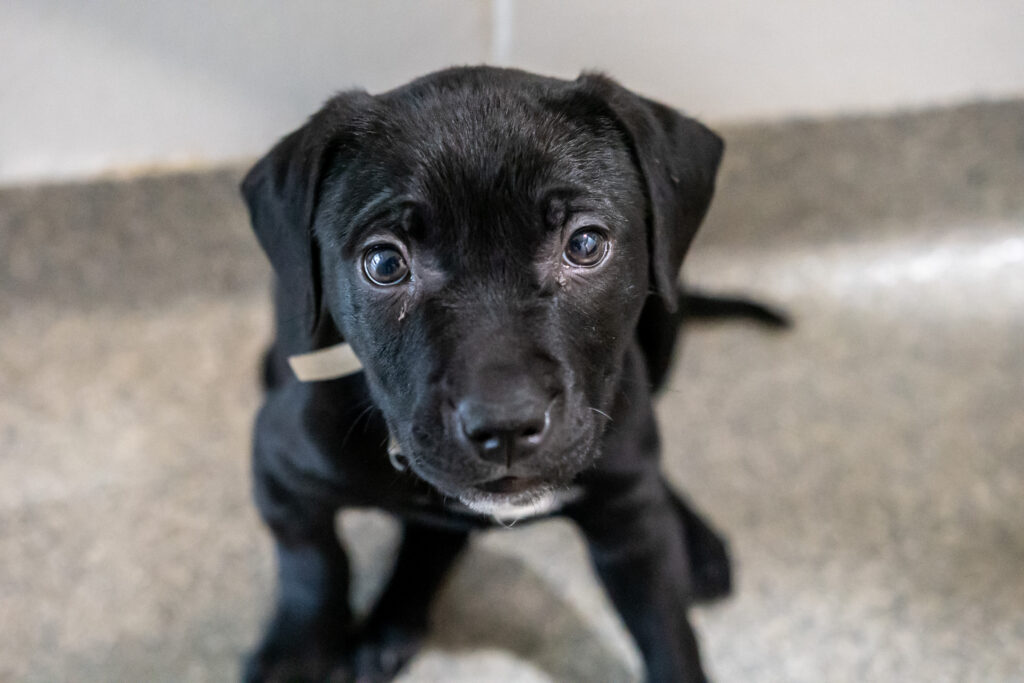 A little black puppy named Scarlet sits on the ground looking up at the camera.