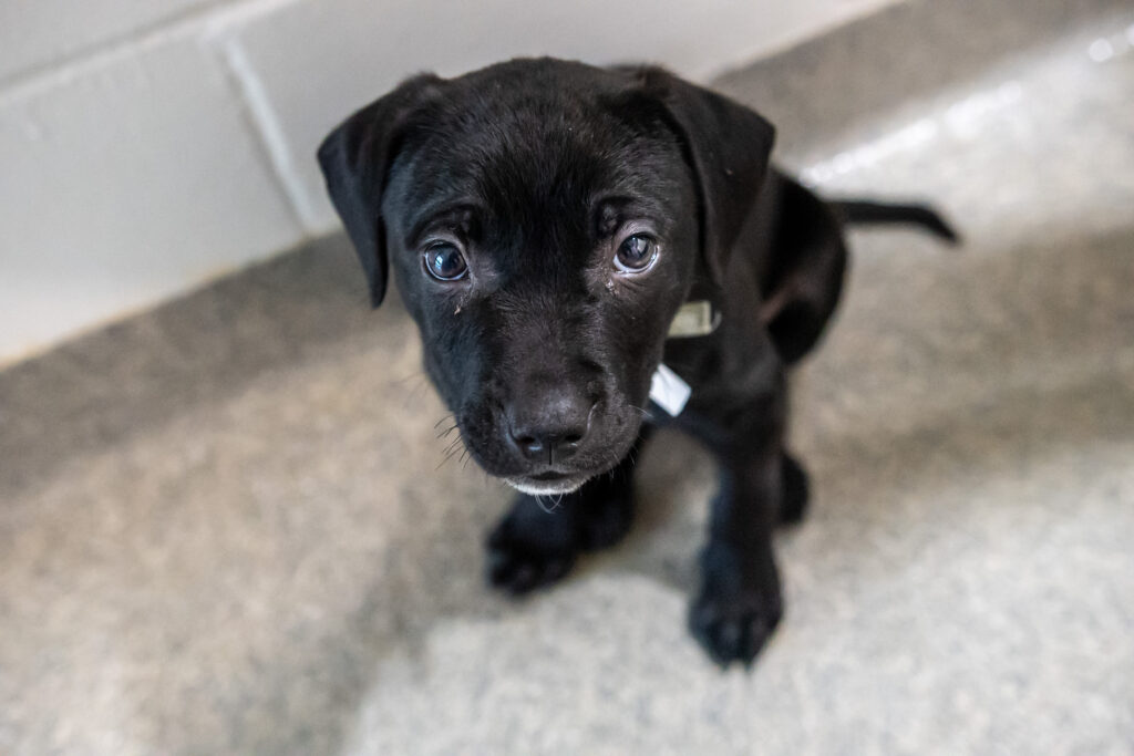 A little black puppy named Scarlet sits on the ground looking up at the camera.