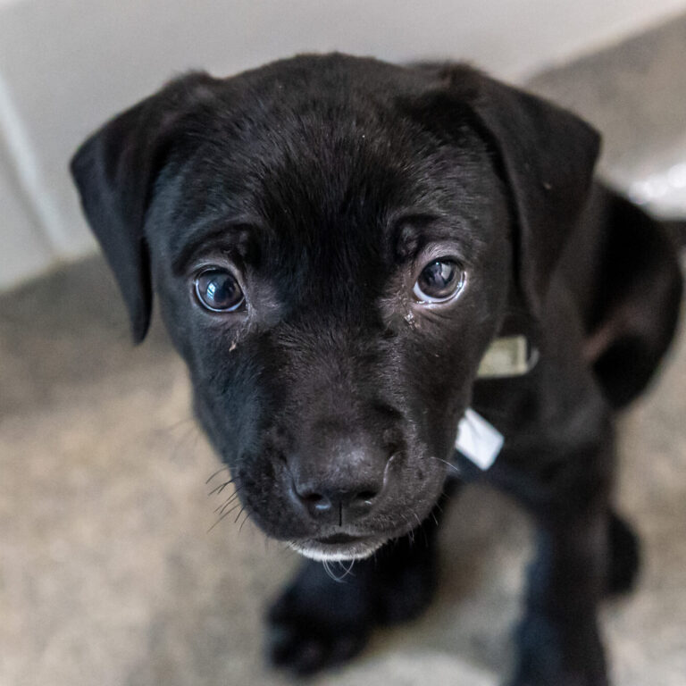 A little black puppy named Scarlet sits on the ground looking up at the camera.