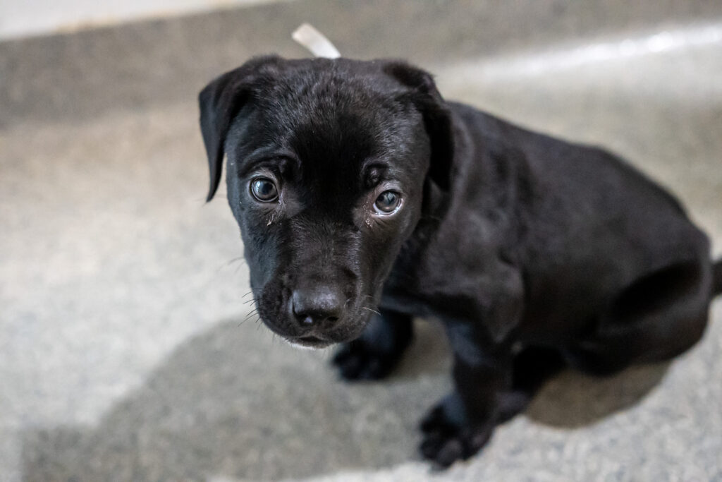 A little black puppy named Scarlet sits on the ground looking up at the camera.